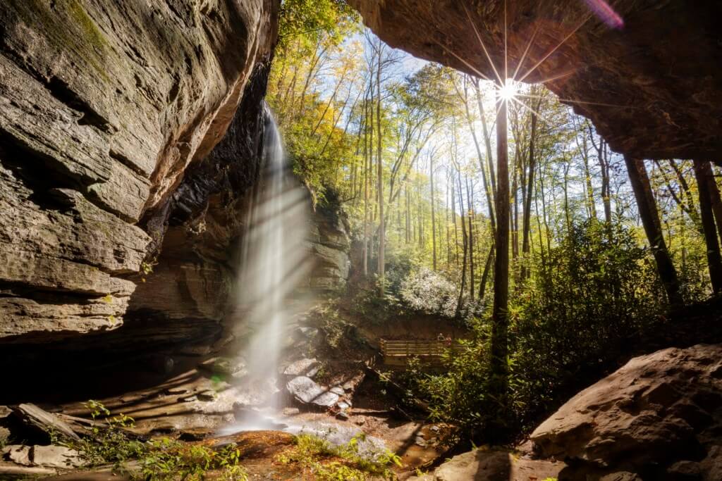 forest bathing