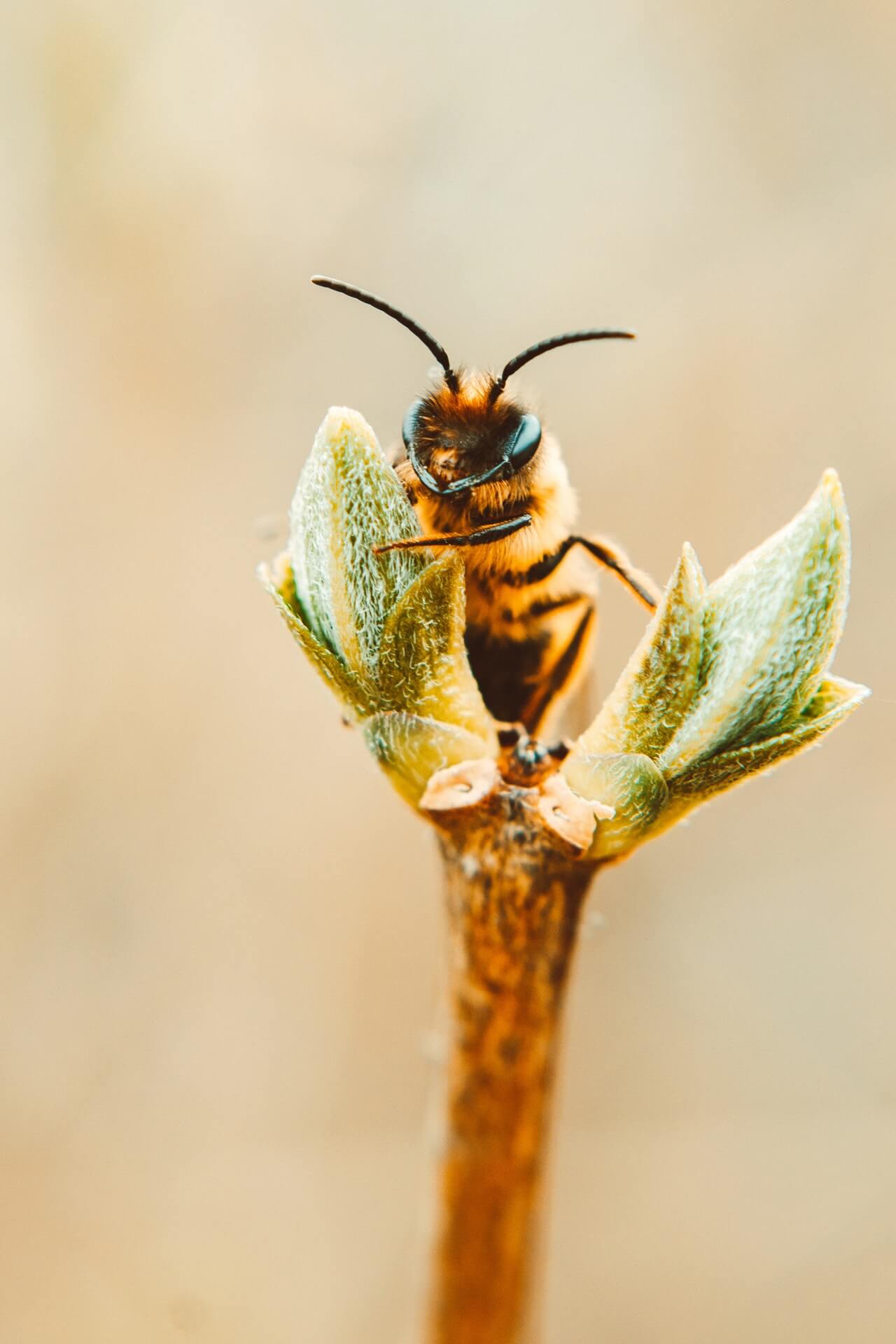 bee on flower