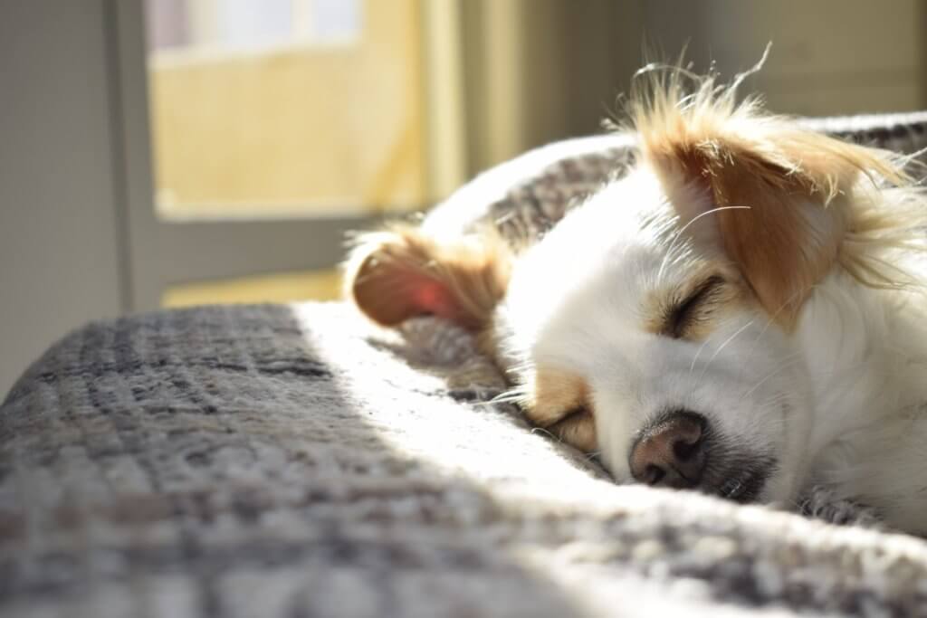 Doggo sleeping in the sun