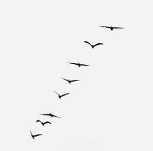 Flying geese