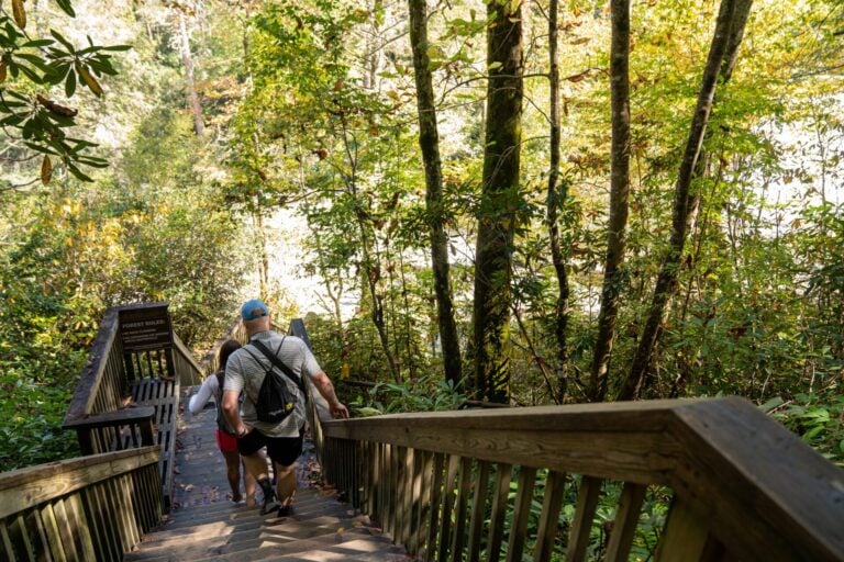 Guests walking down wooden stairs on a forest trail