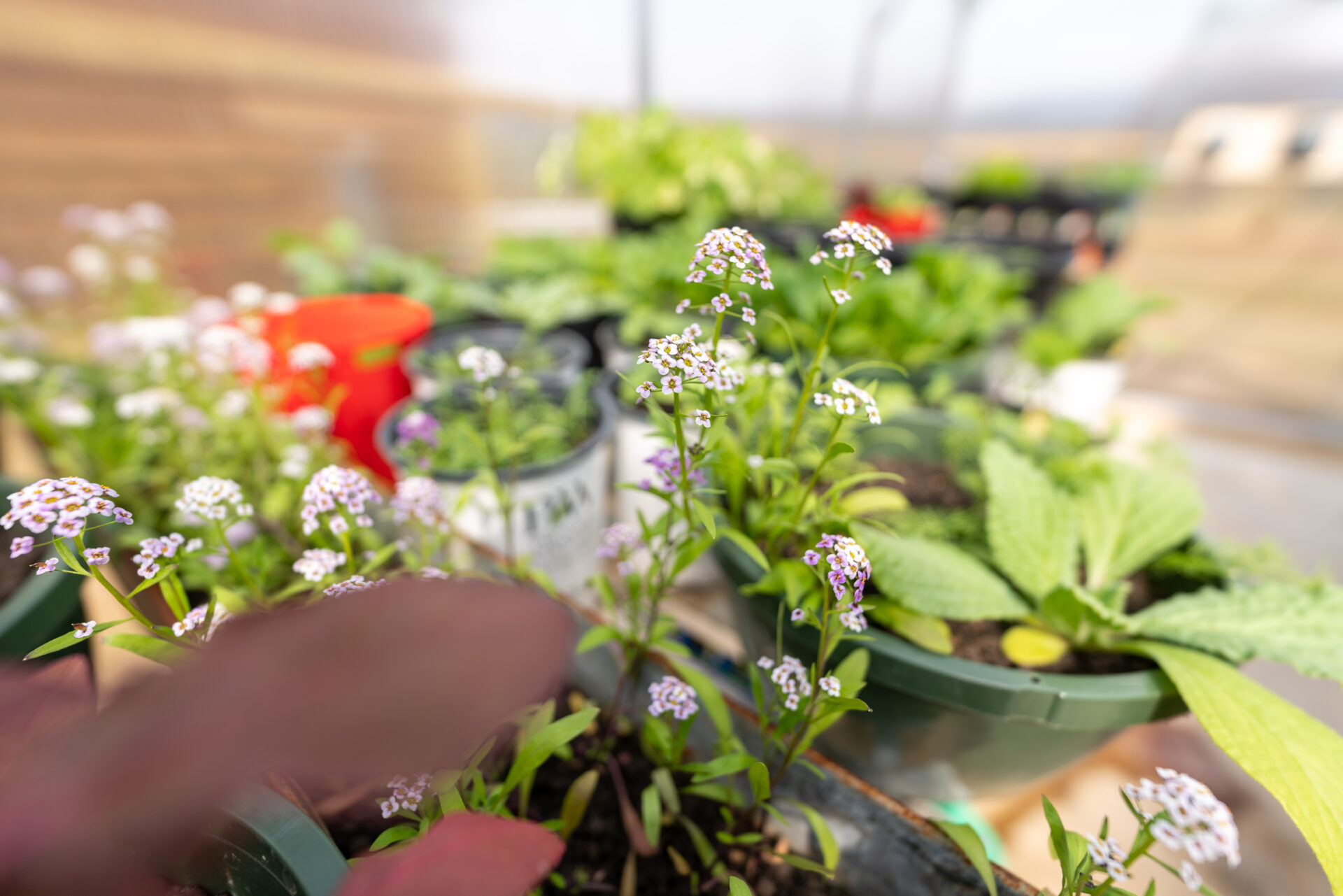 up close of Skyterra gardens plants